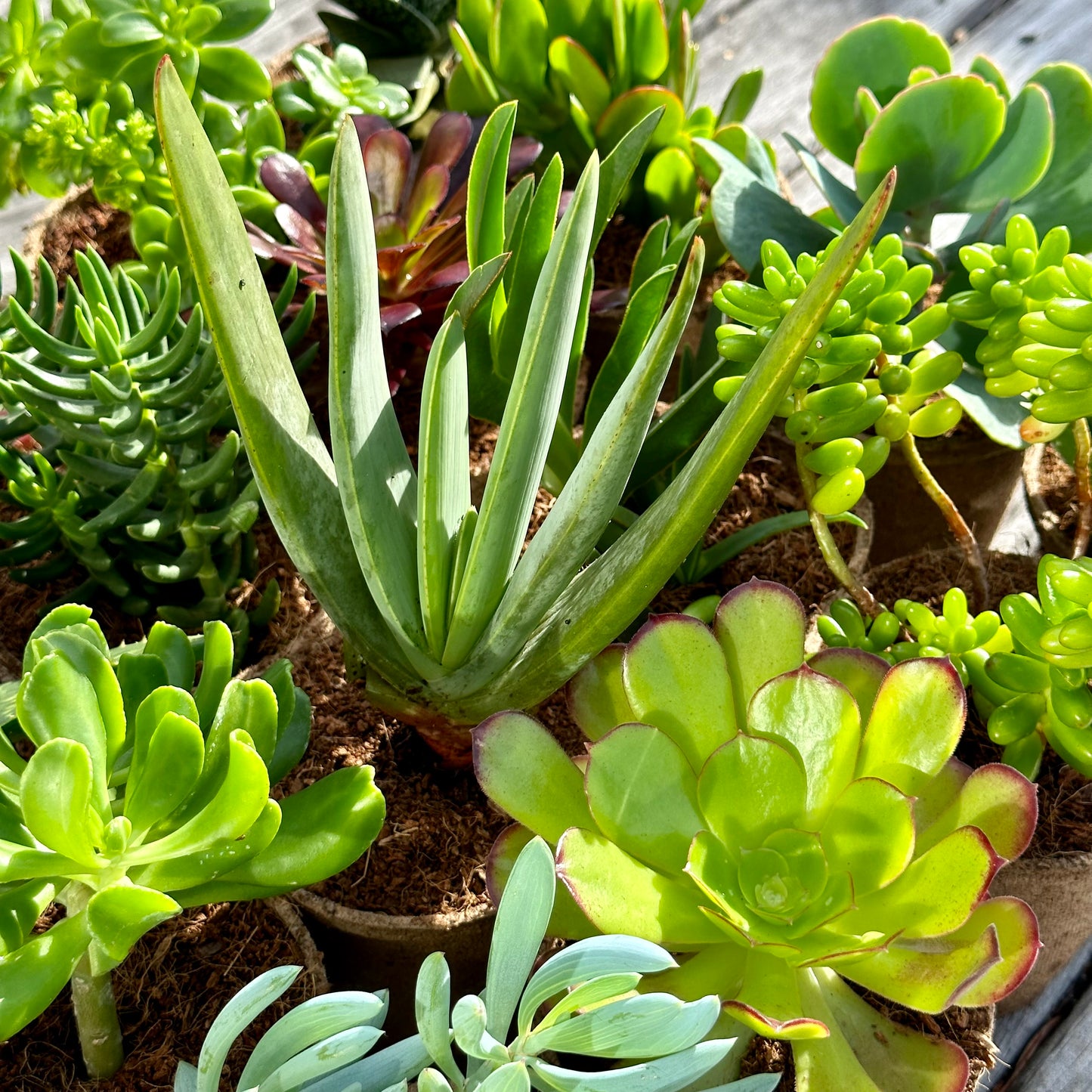 'MIXED' Succulents - Gift Box (6 Pack)