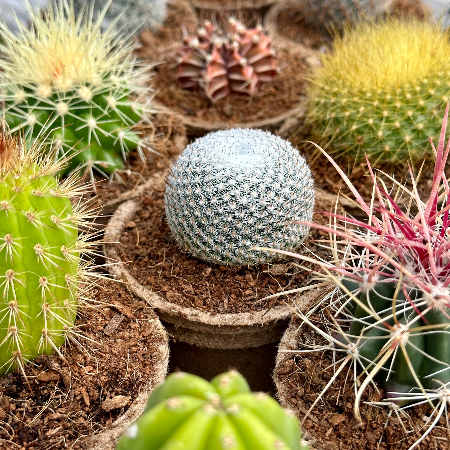 'MIXED' Cacti - Gift Box (6 Pack)