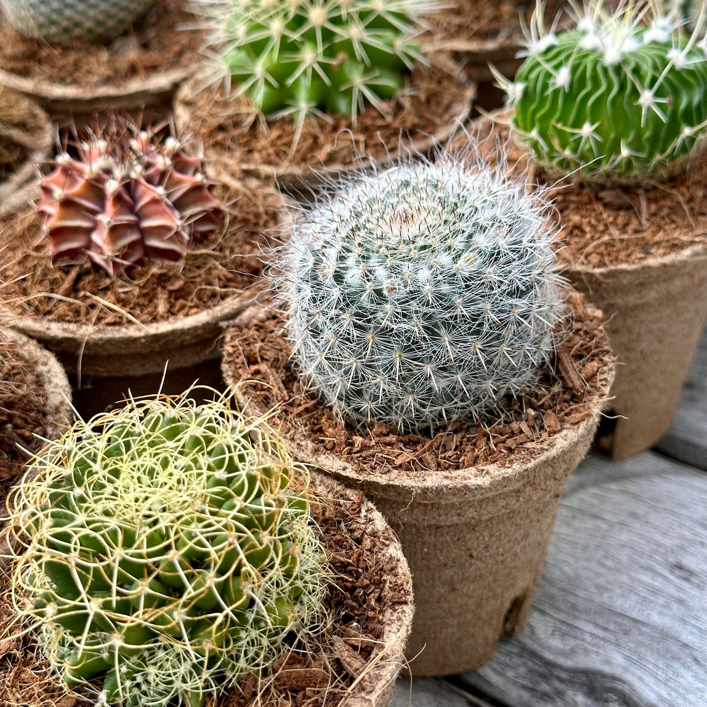 'MIXED' Cacti - Gift Box (6 Pack)