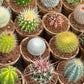 'MIXED' Cacti - Gift Box (6 Pack)