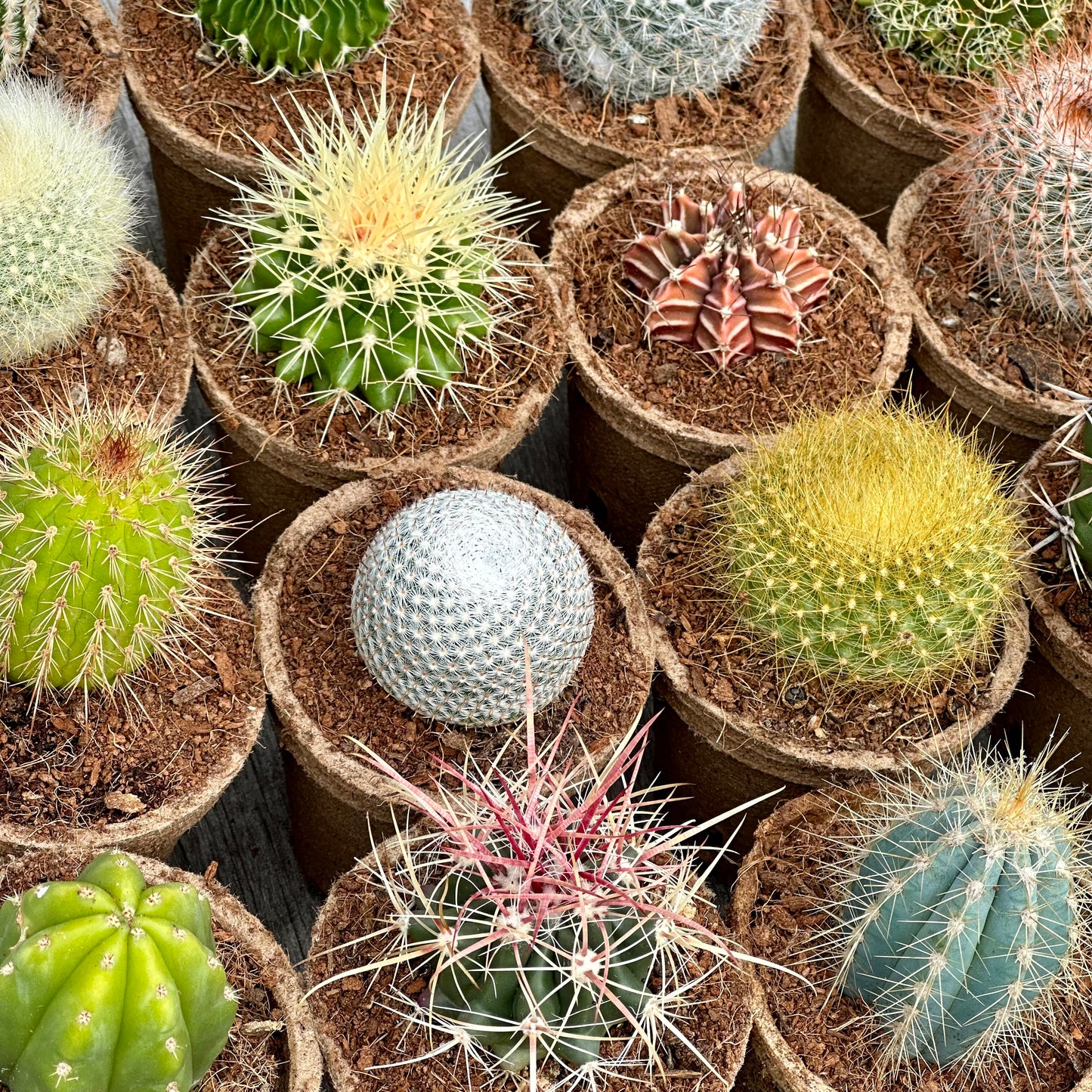 'MIXED' Cacti - Gift Box (6 Pack)