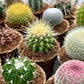 'MIXED' Cacti - Gift Box (6 Pack)