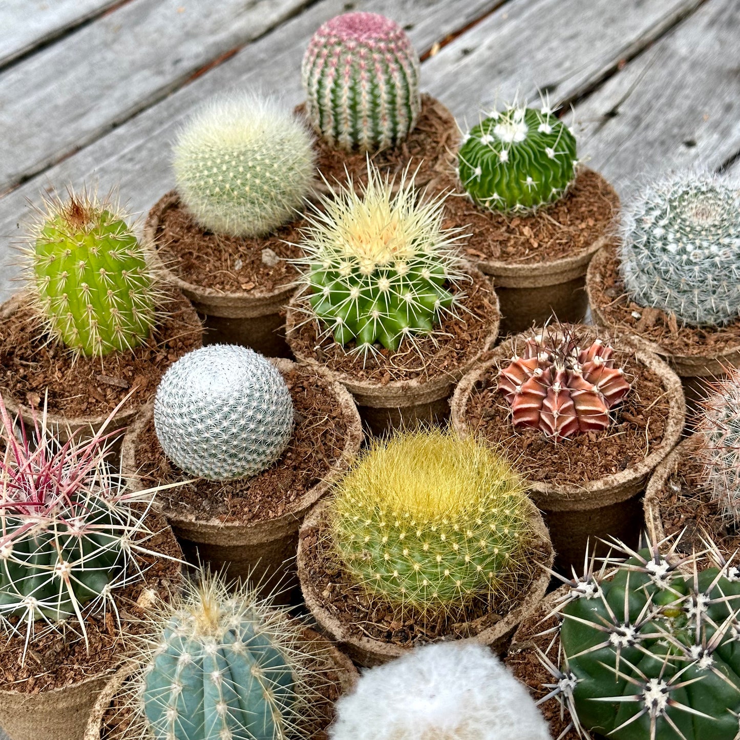 'MIXED' Cacti - Gift Box (6 Pack)