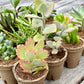 'WEIRD & WONDERFUL' Succulents - Gift Box (6 Pack)