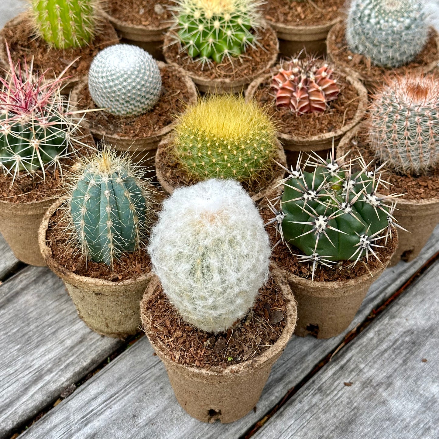 'MIXED' Cacti - Gift Box (6 Pack)