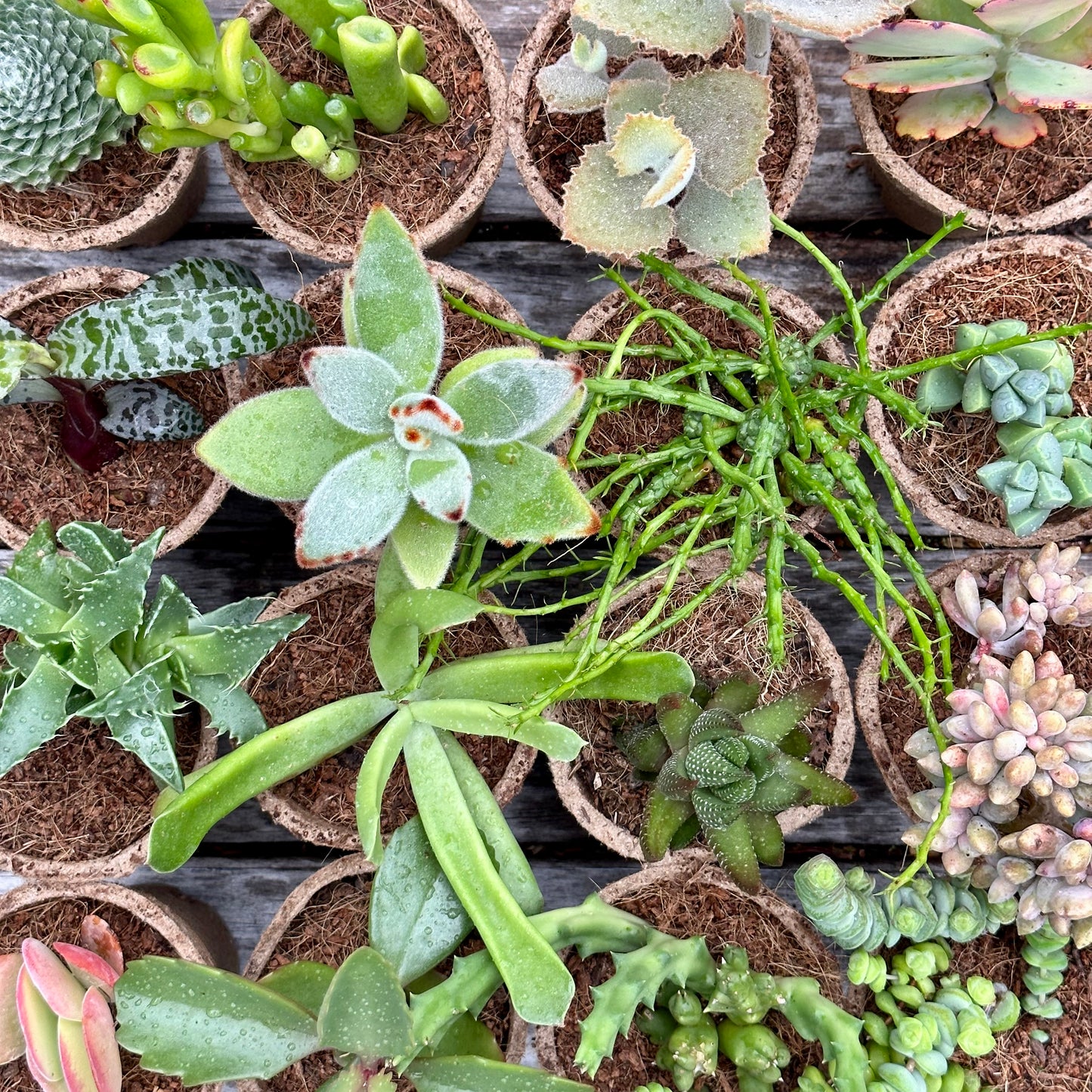 'WEIRD & WONDERFUL' Succulents - Gift Box (6 Pack)