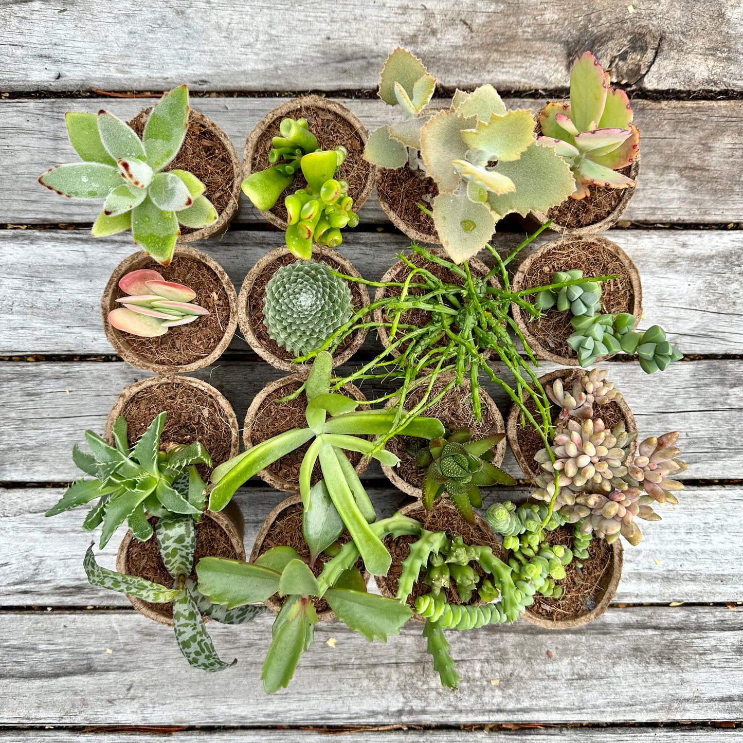 'WEIRD & WONDERFUL' Succulents - Gift Box (6 Pack)