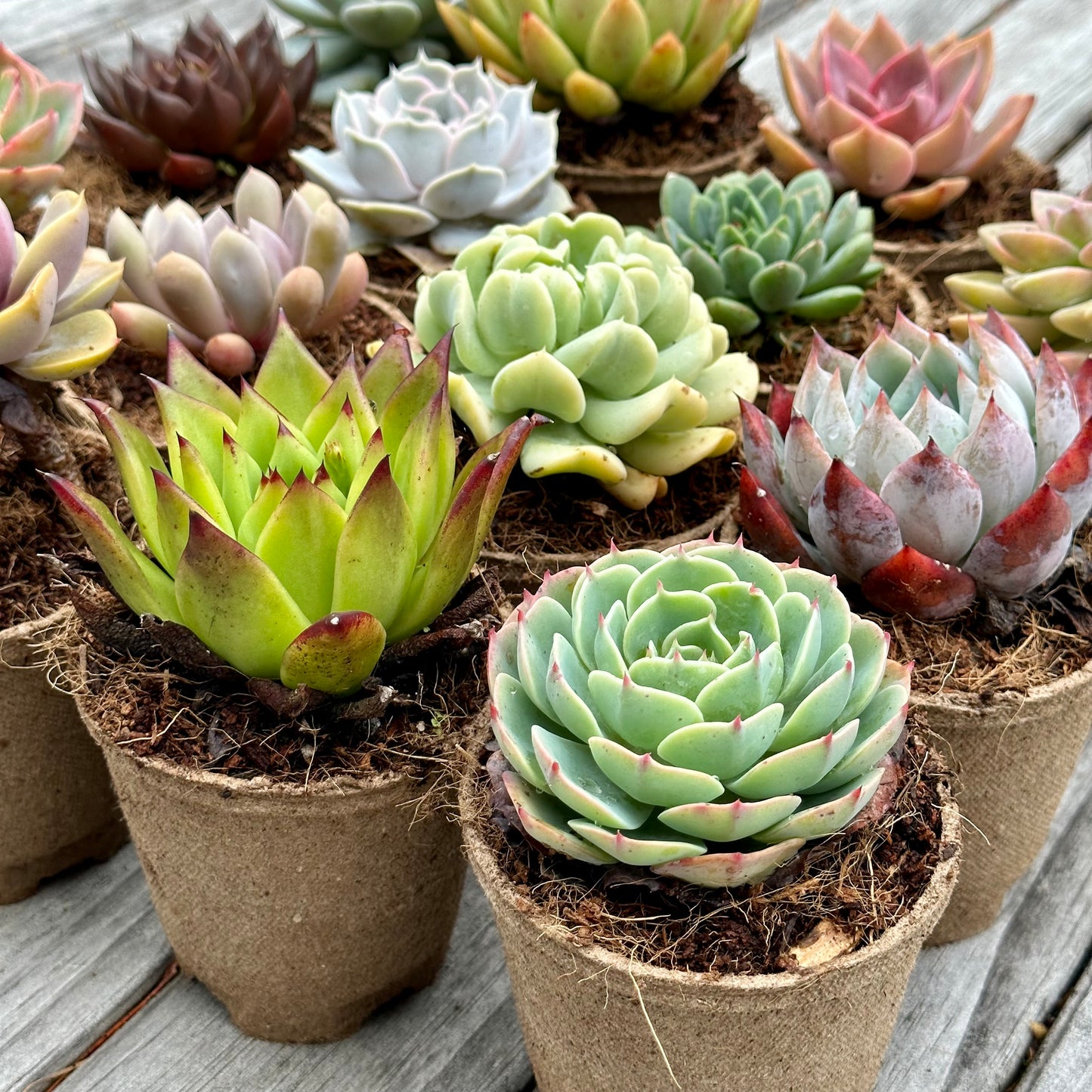 'DESERTS ROSES’ Succulents - Gift Box (8 Pack)