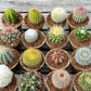 'MIXED' Cacti - Gift Box (6 Pack)