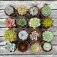 'DESERTS ROSES’ Succulents - Gift Box (8 Pack)