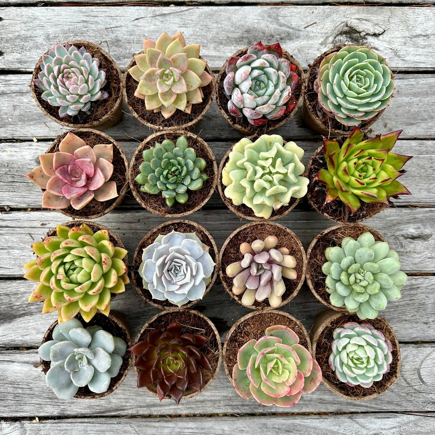 'DESERTS ROSES’ Succulents - Gift Box (8 Pack)