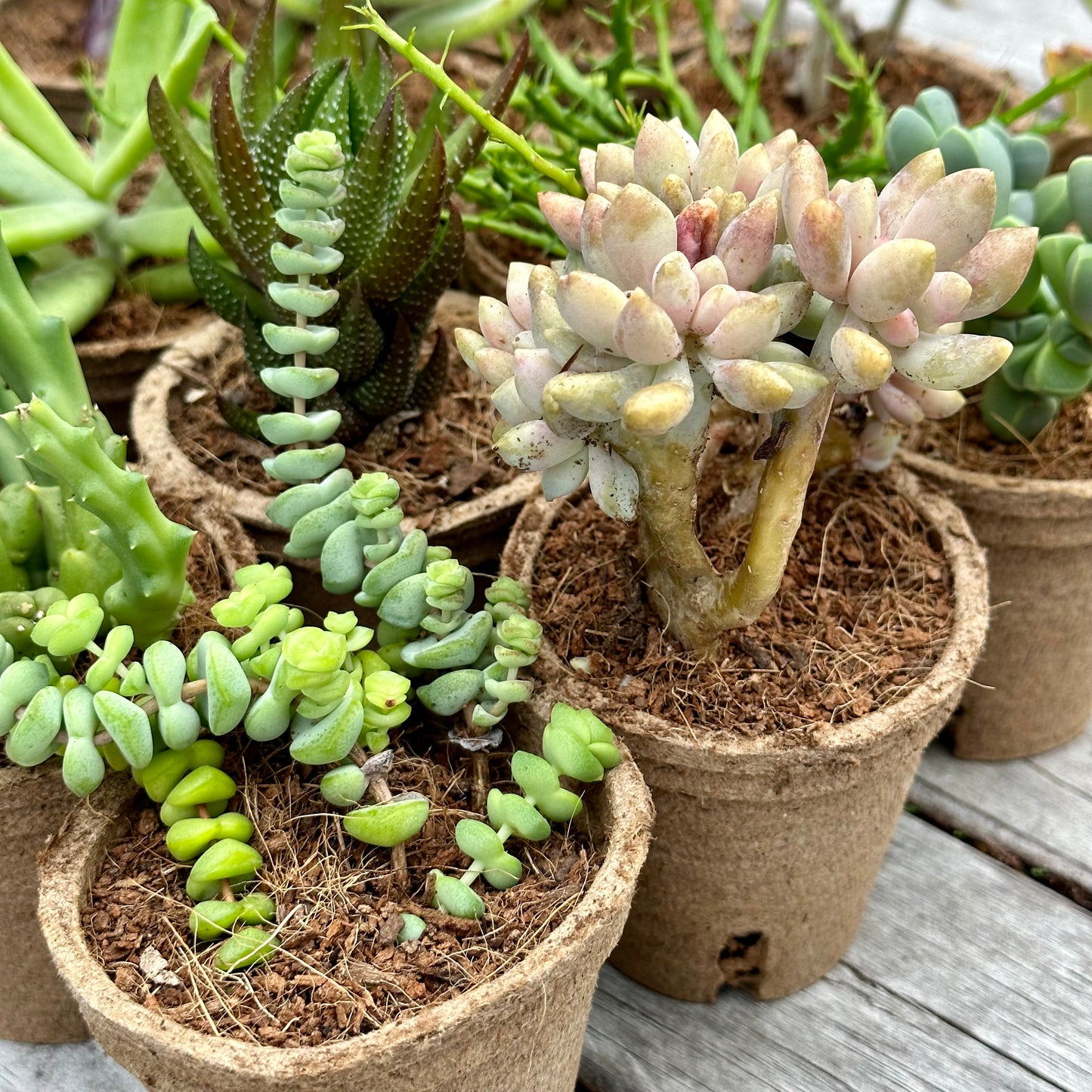 'WEIRD & WONDERFUL' Succulents - Gift Box (6 Pack)