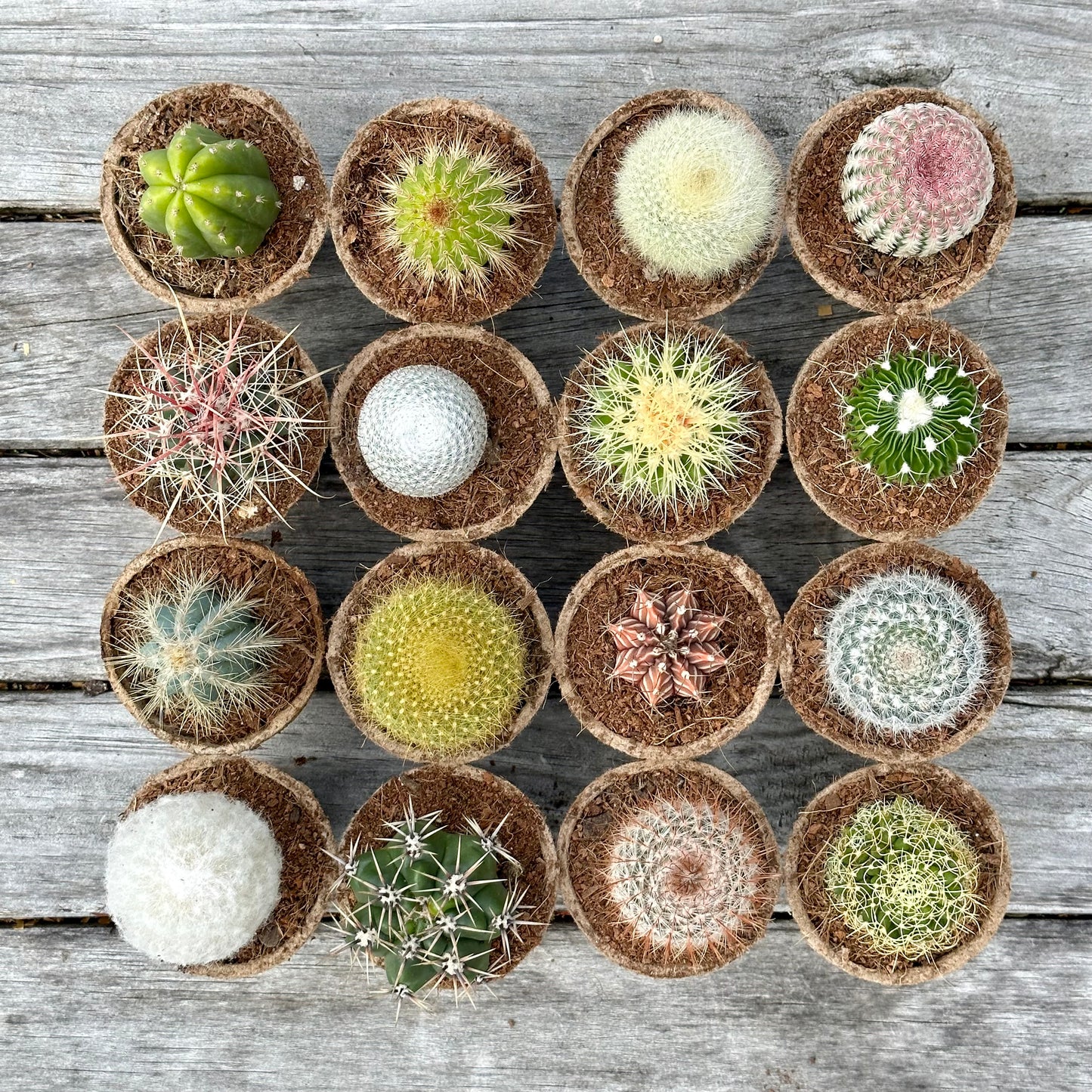 'MIXED' Cacti - Gift Box (6 Pack)