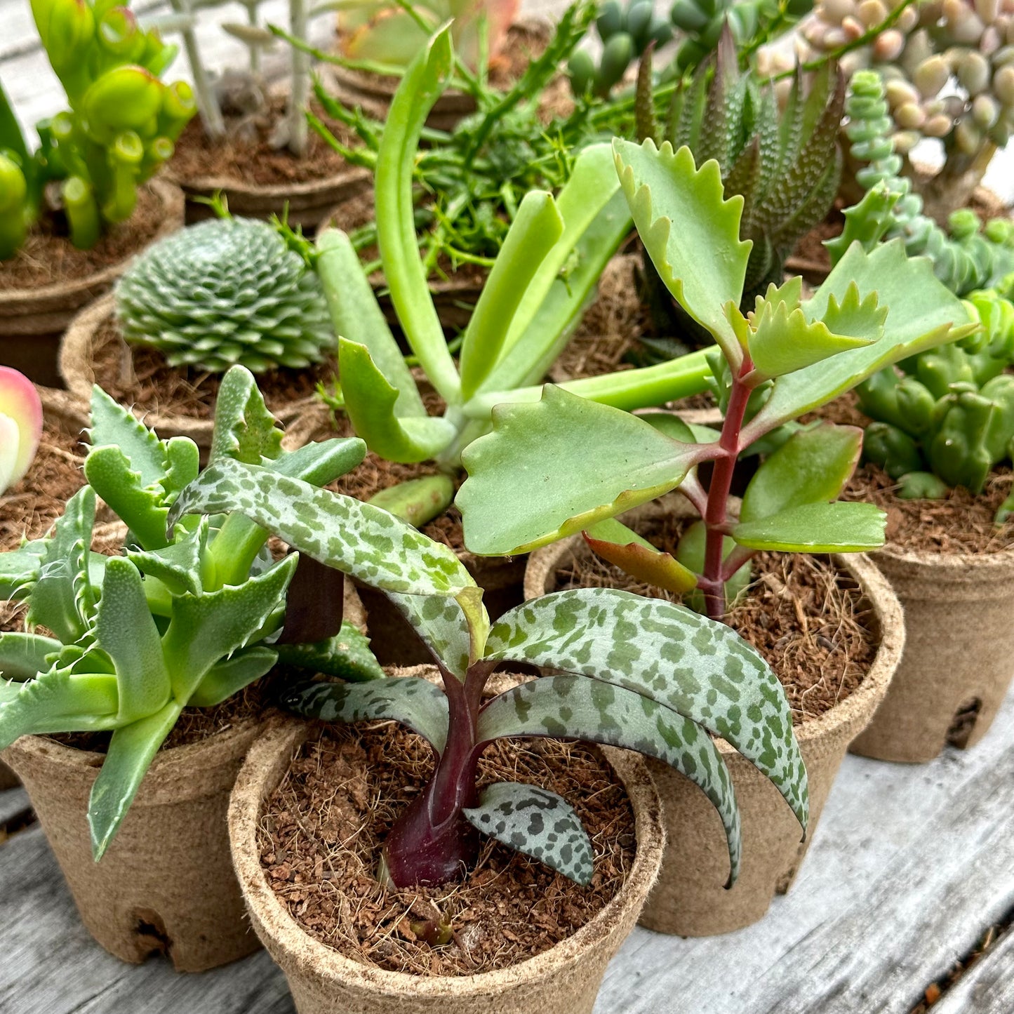 'WEIRD & WONDERFUL' Succulents - Gift Box (6 Pack)