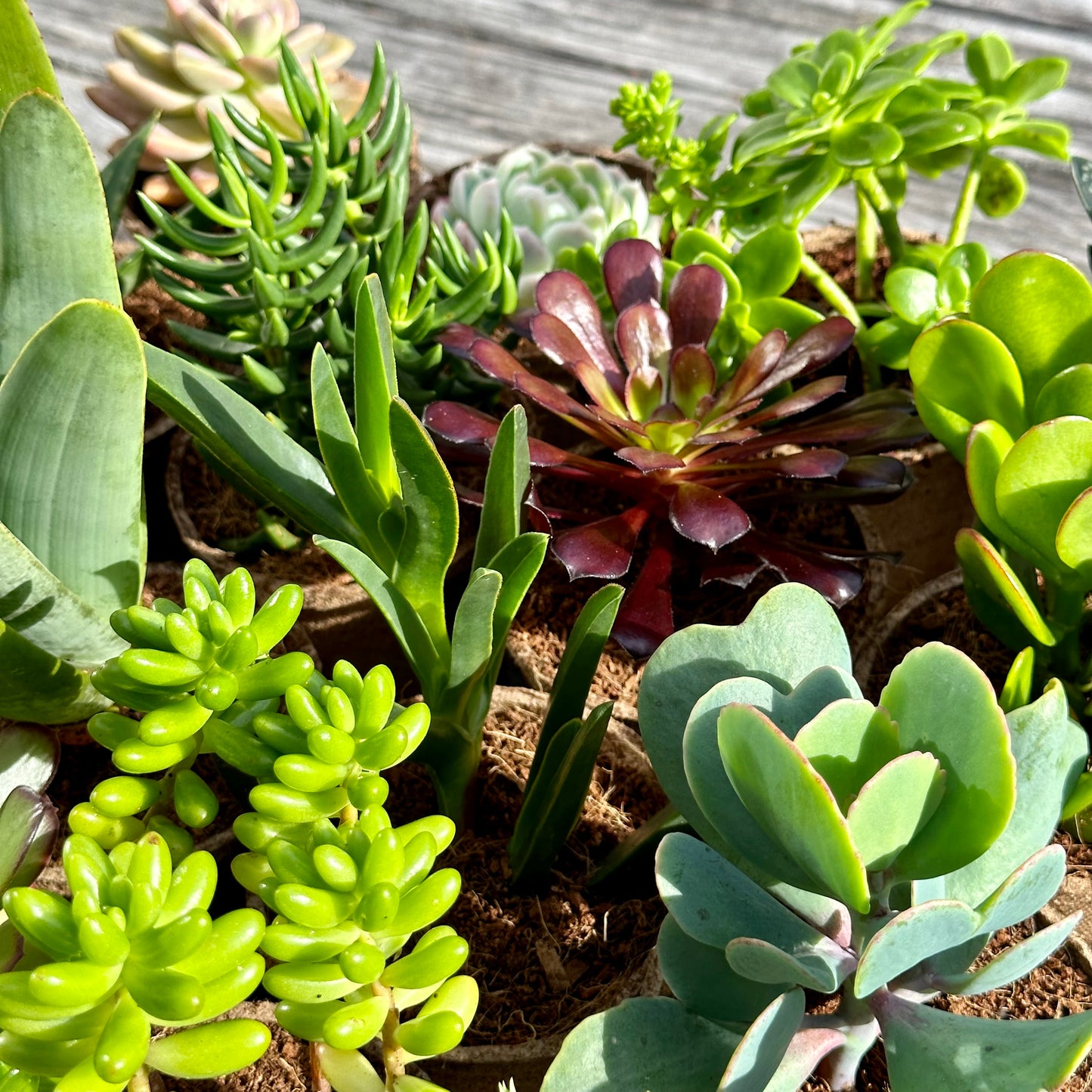 'MIXED' Succulents - Gift Box (6 Pack)