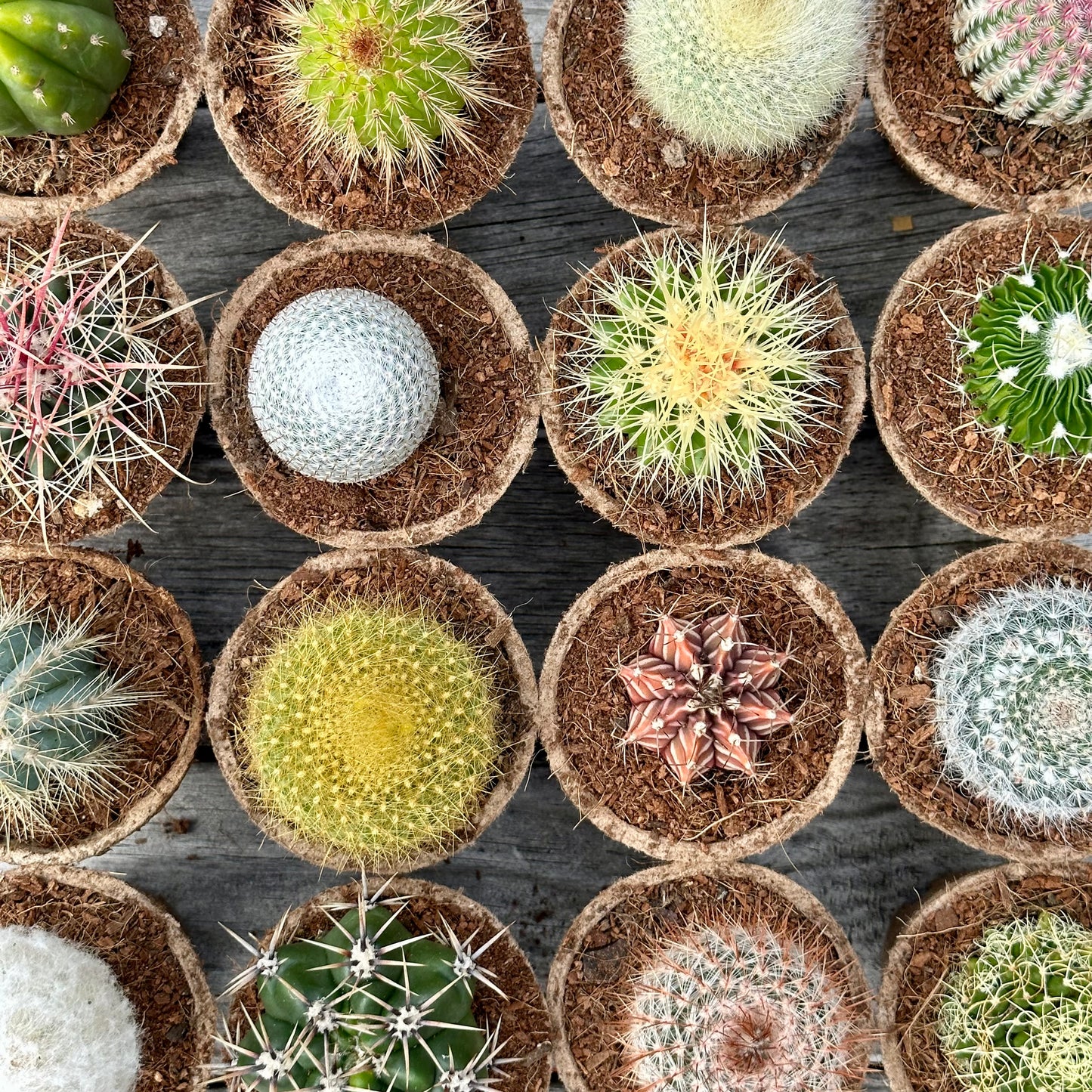 'MIXED' Cacti - Gift Box (6 Pack)