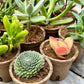 'MIXED' Succulents - Gift Box (6 Pack)