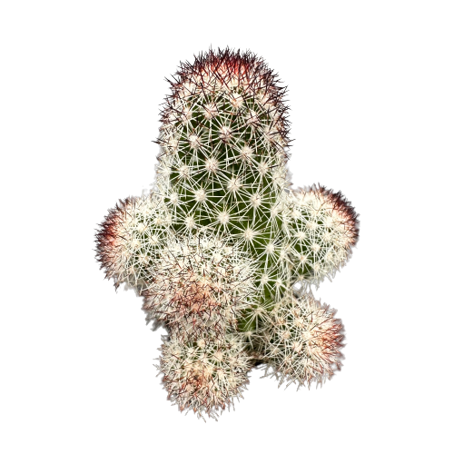 Mammillaria elongata 'COPPER KING'