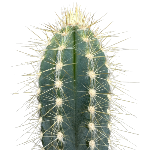 Pilosocereus azureus 'BLUE TORCH’