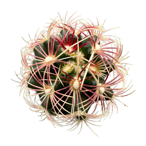 Thelocactus 'BICOLOR’