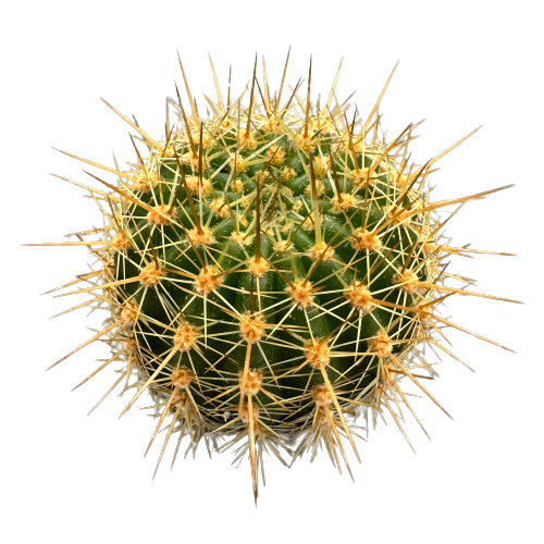 Parodia 'URCHIN PARODIA'