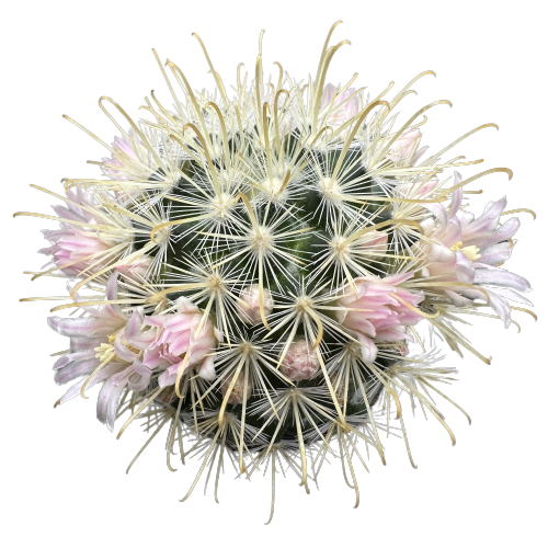 Mammillaria 'WHITE FISHOOKS’