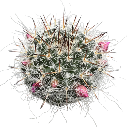 Mammillaria 'FLUFFY HEDGEHOG’