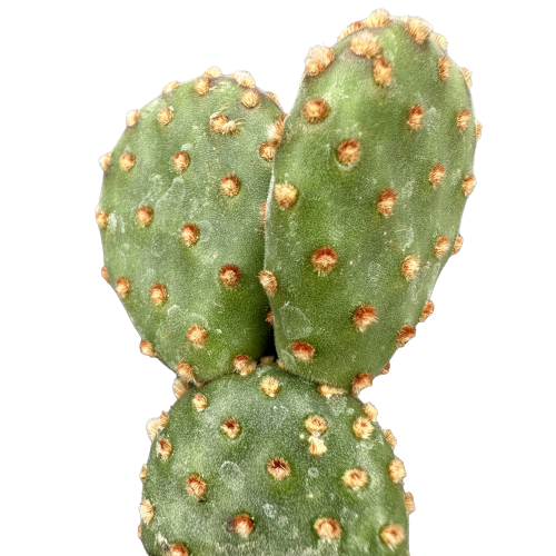 Opuntia microdasy's 'BUNNY EARS’