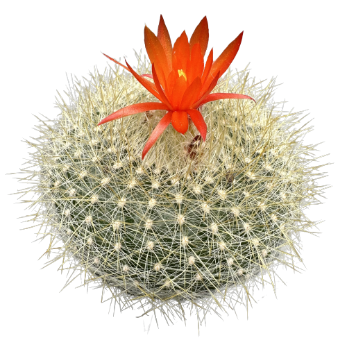 Parodia 'WHITE URCHIN’