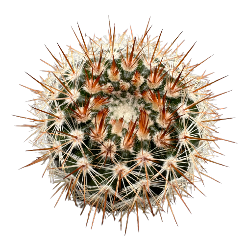 Parodia 'SUPERNOVA’