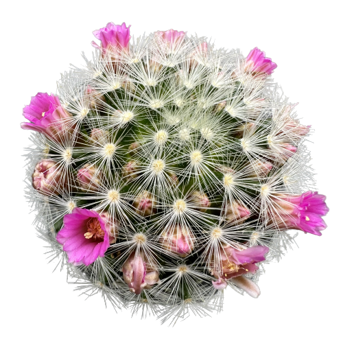 Mammillaria subducta 'DASYANTHA'