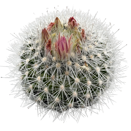 Rebutia wessneriana 'CROWN CACTUS’