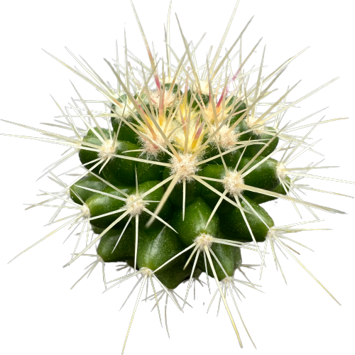 Echinocactus grusonii 'GOLDEN BARREL'