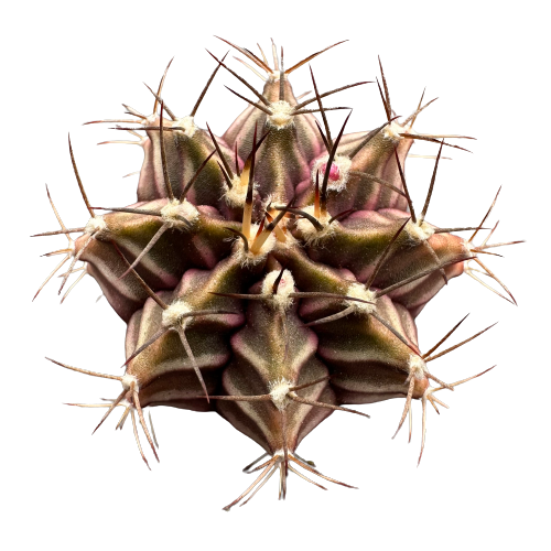 Gymnocalycium mihanovicii 'RUBY BALL'