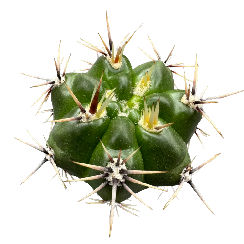 Gymnocalycium zegarrae 'ZEGA ROCK'