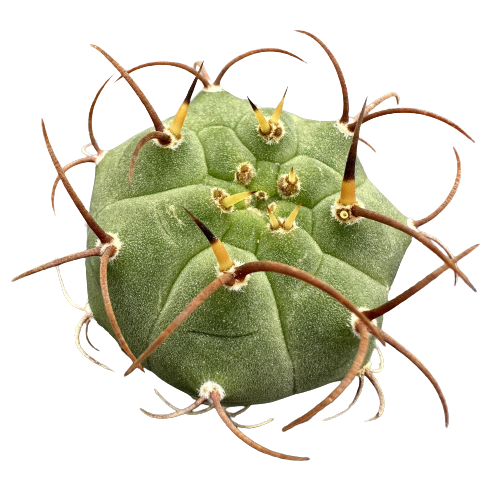 Matucana 'PUJUPATII'