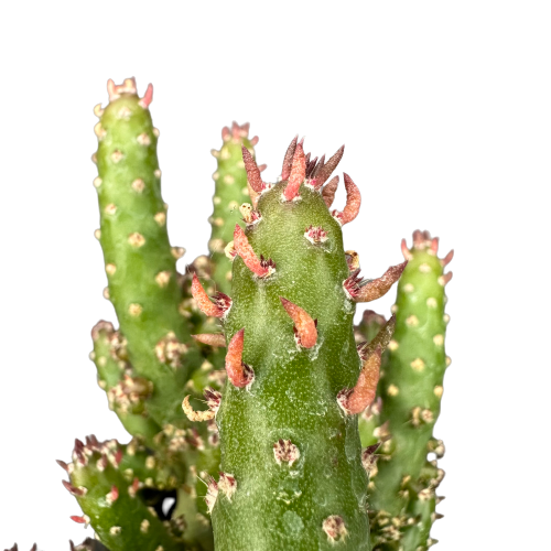 Opuntia subulata 'EVE'S NEEDLE'