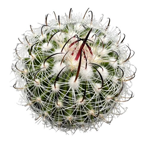 Stenocactus 'HORNETS BALL’