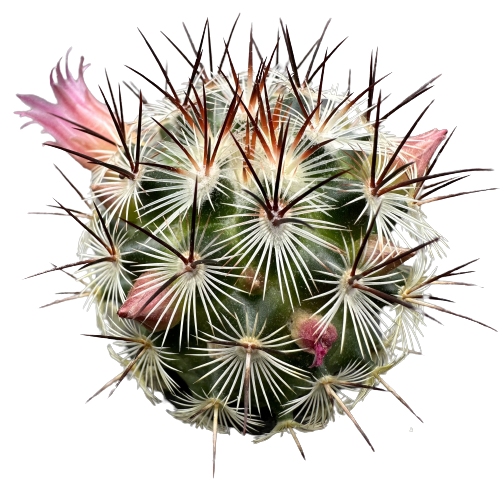 Mammillaria 'SPIDER BALL’