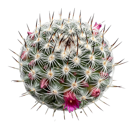 Mammillaria 'SPIDERS MACE’