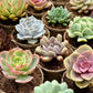 'MIXED' Succulents - Gift Box (6 Pack)