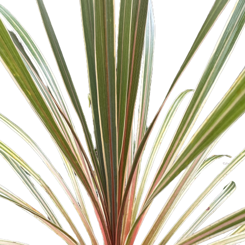 Cordyline australis 'ALBERTII'