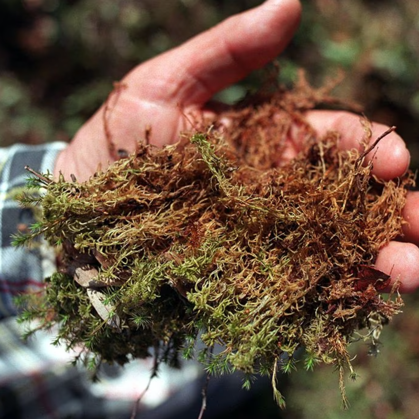 Peat Moss - Eco Box