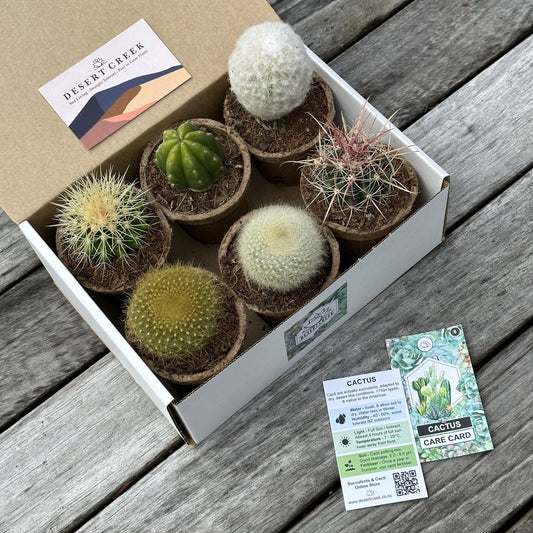 'MIXED' Cacti - Gift Box (6 Pack)