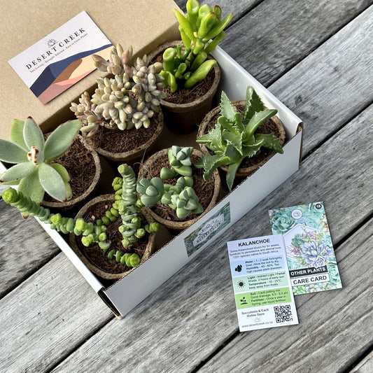 'WEIRD & WONDERFUL' Succulents - Gift Box (6 Pack)