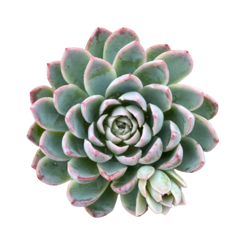 Echeveria 'VIOLET QUEEN'