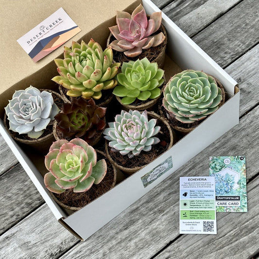 'DESERTS ROSES’ Succulents - Gift Box (8 Pack)