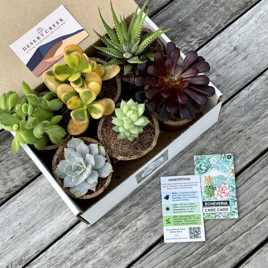 'MIXED' Succulents - Gift Box (6 Pack)
