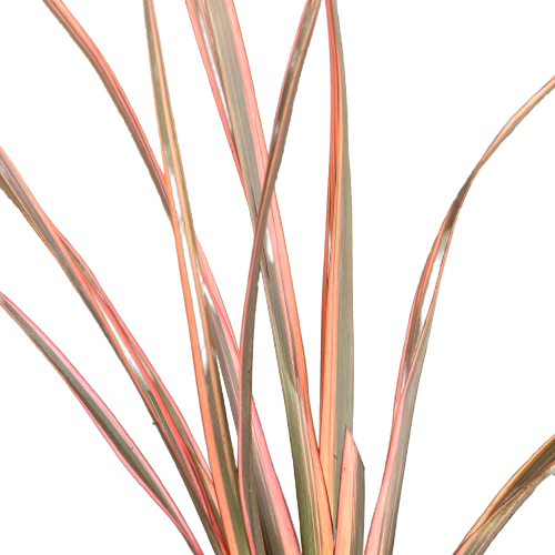 Phormium (Flax) 'RAINBOW SURPRISE'