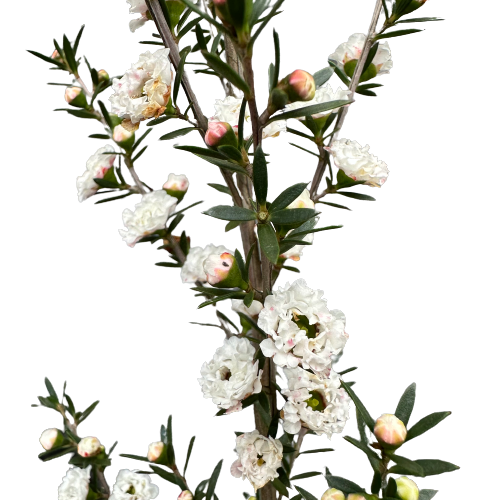 Leptospermum (Manukau Dwarf) 'WIRI LINDA'